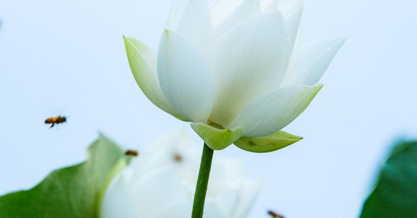 Pollinators - Bees Flying around Blooming White Lotus Flowers